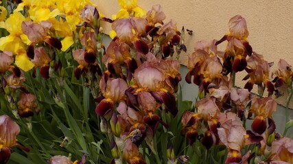 beautiful burgundy and yellow flowers grow in the garden