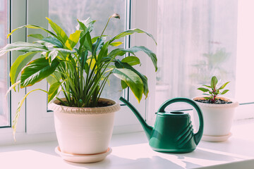 A house plants in flowerpots and green watering can on the windowsill. Sunny day