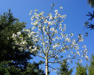 VARIETY OF FLOWERS, PLANTS AND TREES IN THE BOTANICAL GARDEN OF BARAKALDO