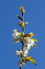 VARIETY OF FLOWERS, PLANTS AND TREES IN THE BOTANICAL GARDEN OF BARAKALDO
