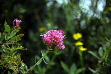 Close up of wild rose flower with other colorful flowers in the background, with bohek effect