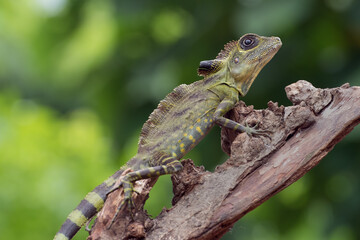 Angle head lizard ( Gonocephalus bornensis ) on a tree trunk