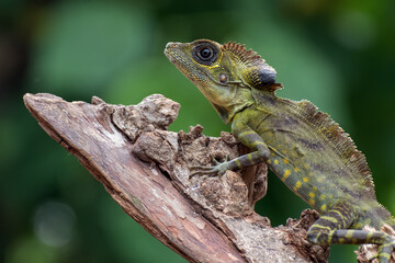 Angle head lizard ( Gonocephalus bornensis ) on a tree trunk