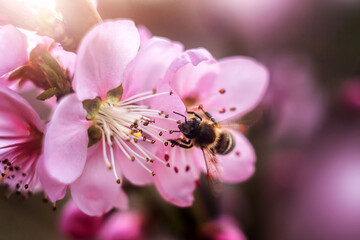 bee on spring blossom flower isolated. close up macro of bee insect. 