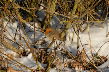 Rotkehlchen sitzt auf einem Ast im Schnee