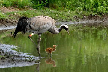 Common Cranes reintroduced on the banks of the River Severn at the Wildfowl and Wetlands Trust Reserve at Slimbridge
