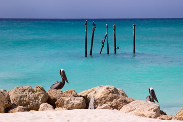 Fototapeta na wymiar Turquoise water of Aruba coast, Netherlands