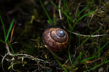 brown snail shell in the grass and moss
