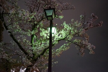 Illuminated cherry blossoms at night are fantastic and beautiful.