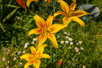Fototapeta premium Lilium. Yellow flowers grow in the garden bed. Floriculture.