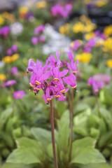 Pink-flowered Primula meadia, shooting star or eastern shooting star. Popular cultivated ornamental plant. Flowers for parks, gardens, rooms