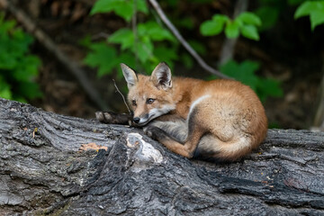 Naklejka na ściany i meble Red fox kit opens its eyes and looks around before returning to its summer evening nap on a log with a leafy background