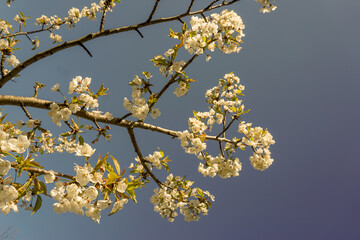 VARIETY OF FLOWERS, PLANTS AND TREES IN THE BOTANICAL GARDEN OF BARAKALDO