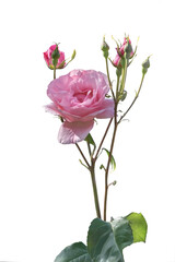 Garden pink rose. A popular cultivated ornamental plant. Isolated