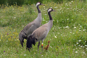 Common Cranes reintroduced on the banks of the River Severn at the Wildfowl and Wetlands Trust Reserve at Slimbridge
