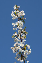 VARIETY OF FLOWERS, PLANTS AND TREES IN THE BOTANICAL GARDEN OF BARAKALDO