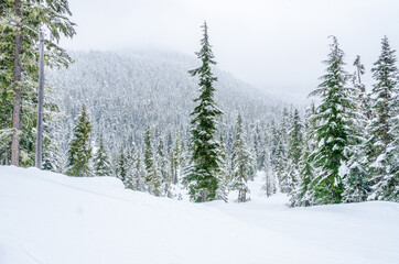 Fototapeta premium Fragment of mountain snowshoe trail in Whistler, Vancouver, Canada.