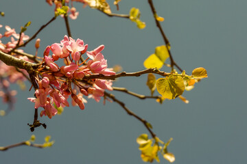VARIETY OF FLOWERS, PLANTS AND TREES IN THE BOTANICAL GARDEN OF BARAKALDO