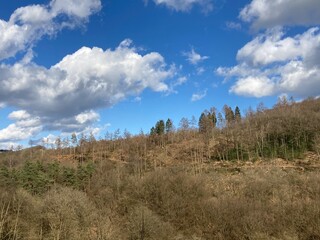 Teilweise abgestorbener Wald an einem Hang