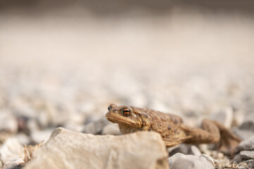 Closeup of a migrating male toad (Bufo bufo) crossing a stony path.