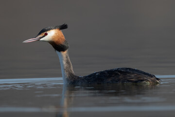 Close up portrait of a Great crested grebe (Podiceps cristatus) swimming on a blue lake in a morning spring