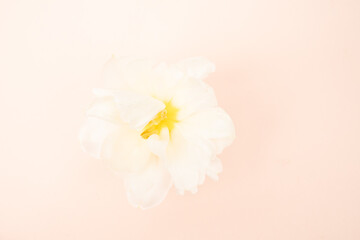 White tulip on pink background
