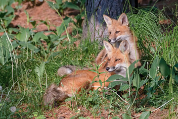 Red fox cuddling close to her mother who is resting in the woods on a warm evening in Canada
