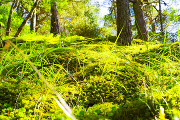 The macrocosm of the fairy-tale forest in the Chegem gorge
