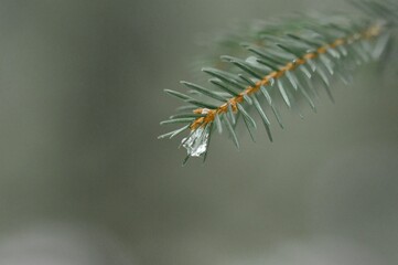Closeup macro of ice on pine tree