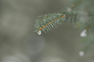 Closeup macro of ice on pine tree