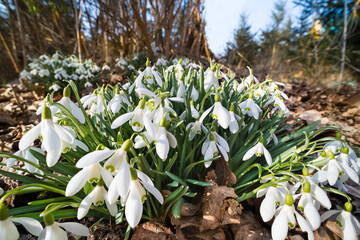 Closeup of white snowdrop blooms in forest dry fallen leaves and blue sky. Galanthus nivalis. Beautiful bunches of bell shaped flowers with green markings on petals. Sunlit wild flowering spring herb.