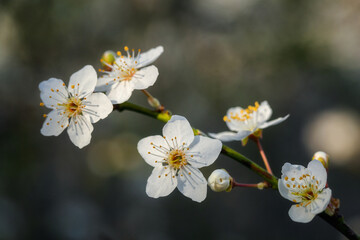 Delicate spring flowers on tree branches
