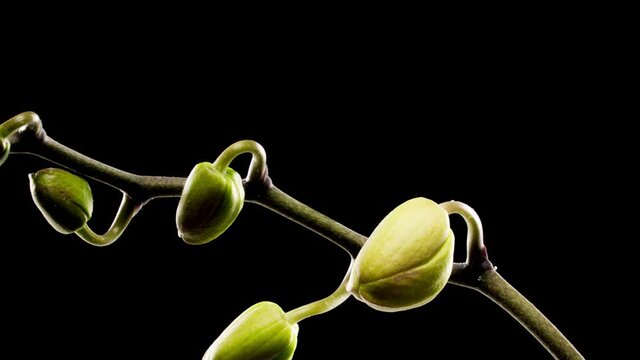 Time-lapse of opening three orchid flowers 4K on black background
