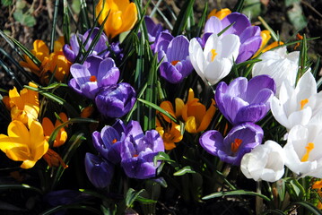 Close up of a clump of yellow, purple and white crocuses