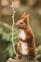 Naklejka na ściany i meble Eichhörnchen auf Futtersuche im Frühling