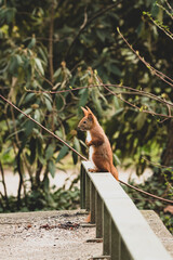 Eichhörnchen auf Geländer im Park