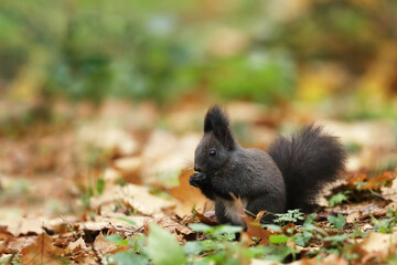 Naklejka na ściany i meble Art view on wild nature. Cute red squirrel with long pointed ears in autumn scene . Wildlife in the forest. Squirrel sitting on the ground. Sciurus vulgaris