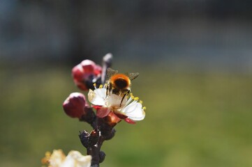 a small beetle on a cherry blossom in the spring