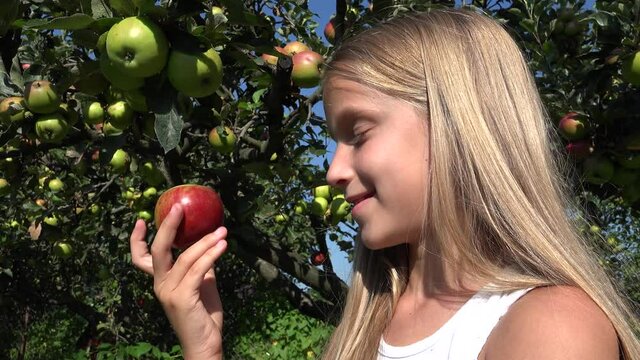 Kid Eating Apple, Child in Orchard, Kid Tasting Fruits in Tree, Farmer Blonde Girl at Village at Countryside 