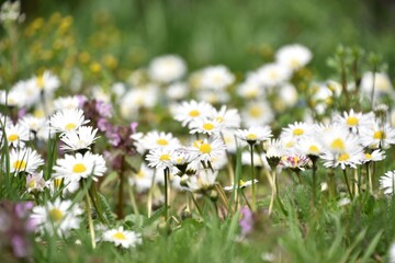 field of daisies