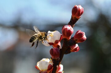 the bee flies towards the cherry blossom in the spring