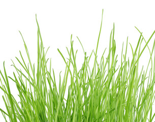 grass isolated on white background