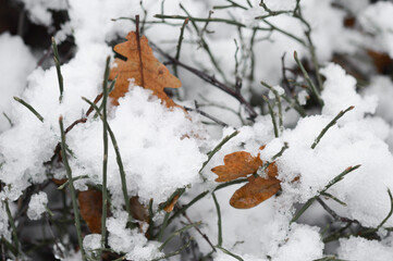 Closeup macro of leaves and plant covered in snow
