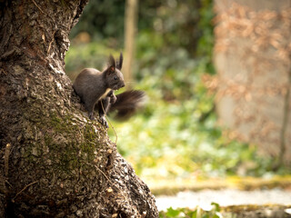 As squirrel sit on a tree and looking around the corner at spring