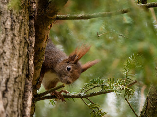As squirrel sit on a tree and looking around the corner at spring