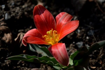 red tulip petals in the yard