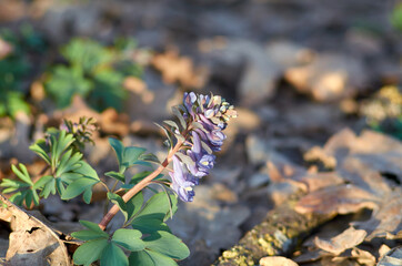 Corydalis cava, violet spring flowers of corydalis