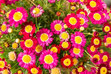 flowers background