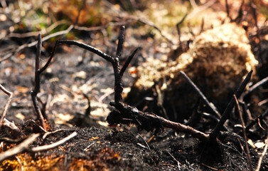 Forest after the fire, burnt grass and bushes.