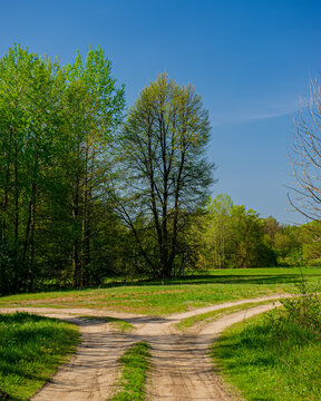 Dirt road in a deciduous forest on a sunny day.